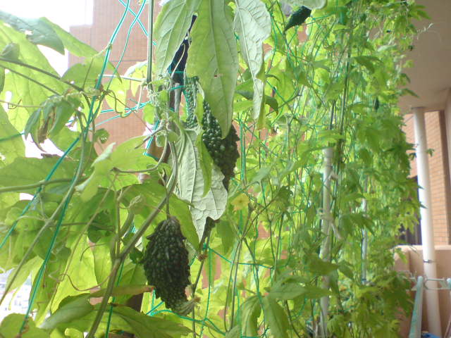 b0009103_9482121.jpg