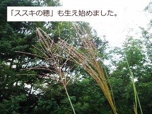 b0200310_23384590.jpg