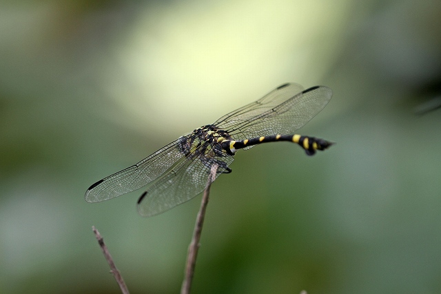 a0242438_19384459.jpg