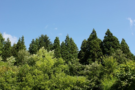 a0054647_9443082.jpg