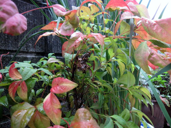 c0147952_2018580.jpg