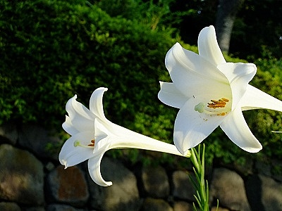 c0097558_11232233.jpg