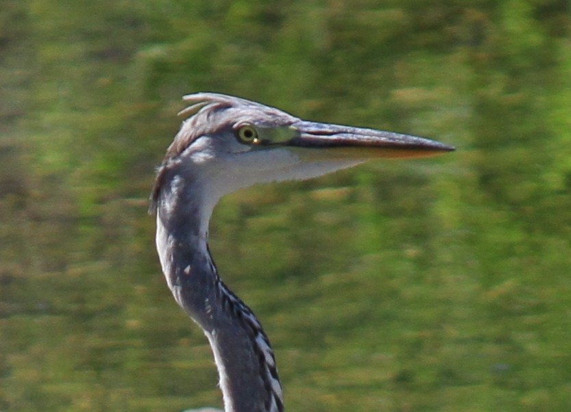 e0197884_10565872.jpg