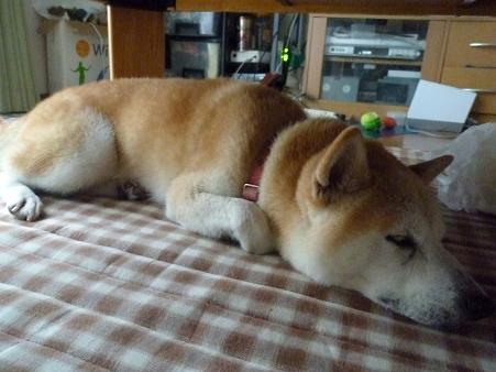 c0123890_20111916.jpg
