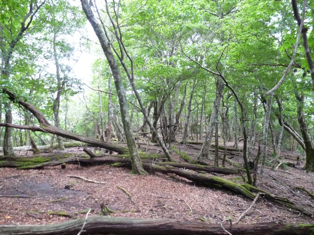 b0025101_074363.jpg