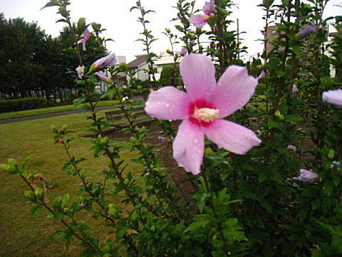 d0046702_1120725.jpg