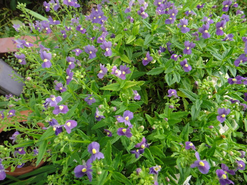 c0105306_2183489.jpg