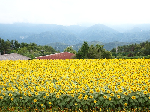 d0145907_115573.jpg
