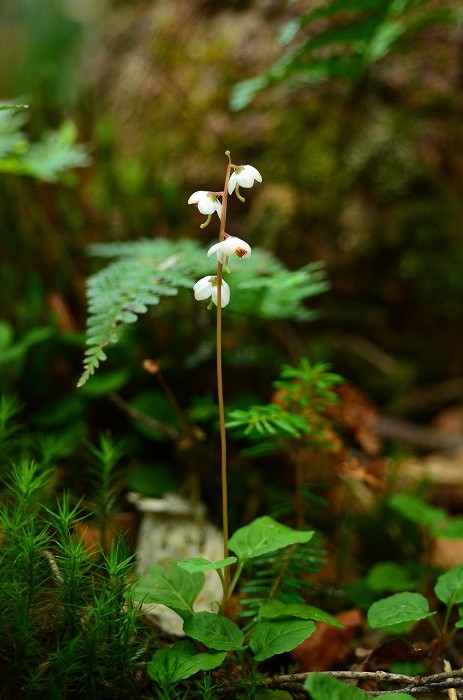 b0236334_16202711.jpg