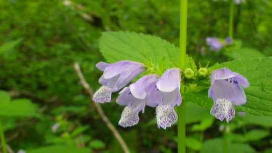 c0042847_11481577.jpg