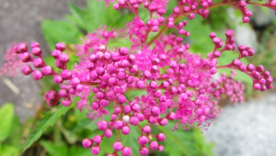c0042847_11485545.jpg