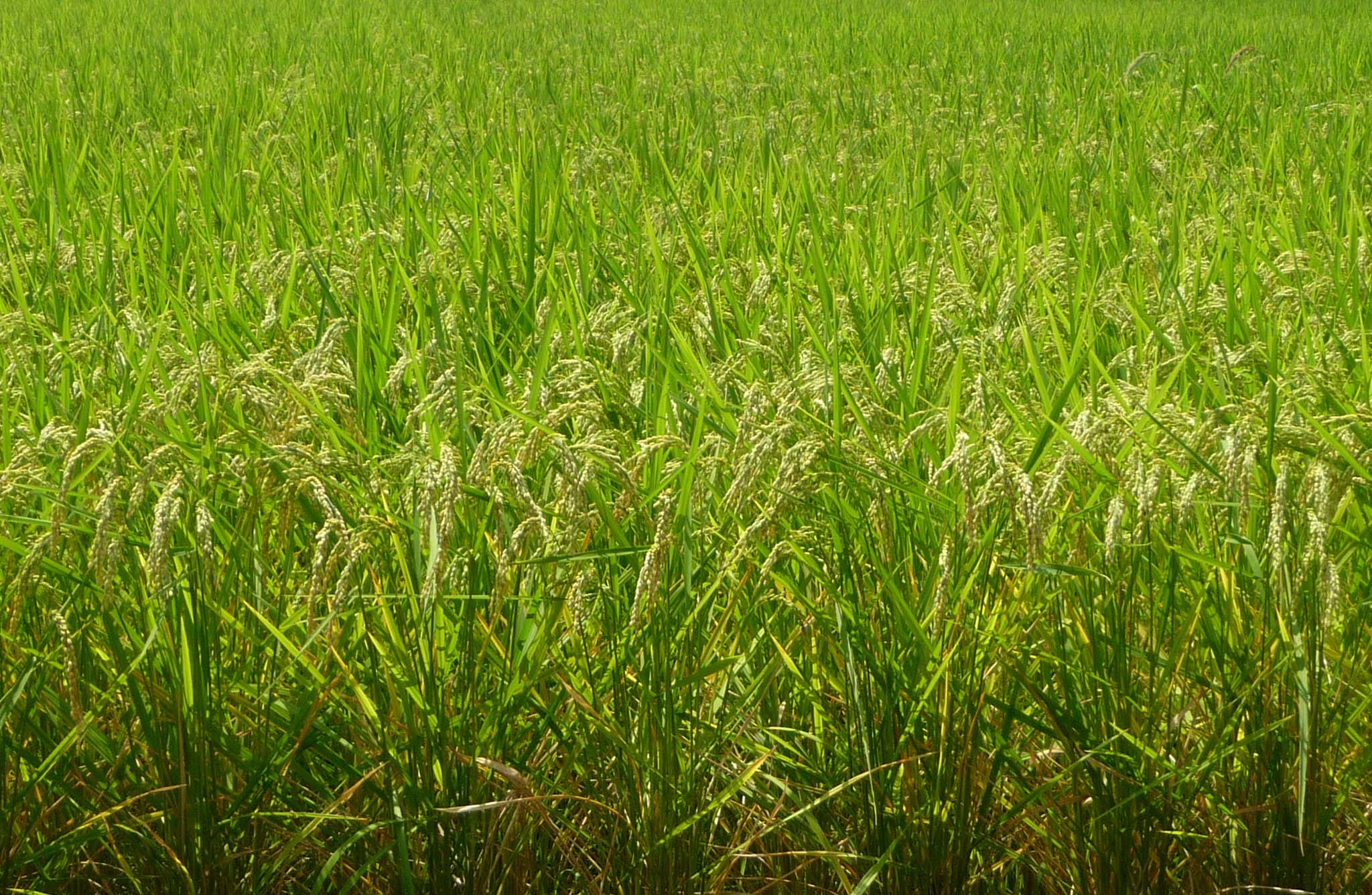 e0002850_2014195.jpg