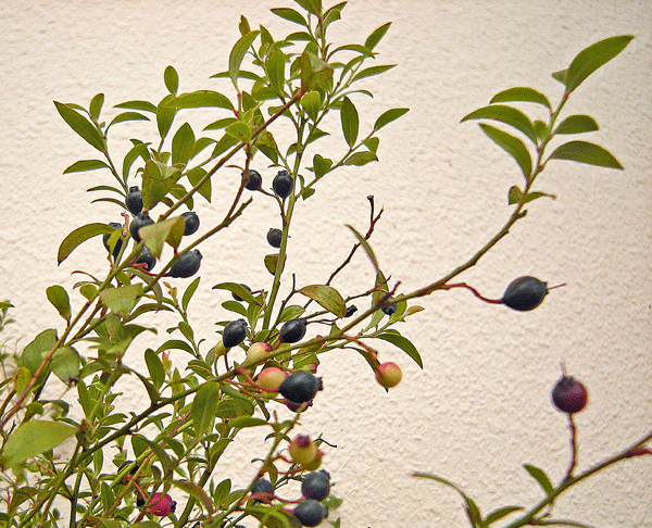 a0001354_23192563.gif