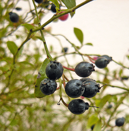 a0001354_2320466.gif