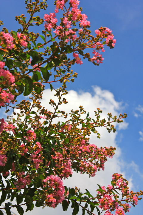a0248459_1936511.jpg