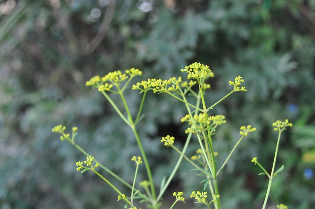 b0104861_18463658.jpg