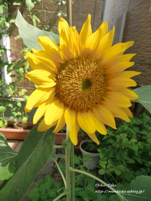 e0263072_831450.jpg