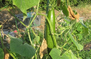 f0003283_15281161.jpg