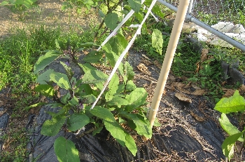 f0003283_1528324.jpg