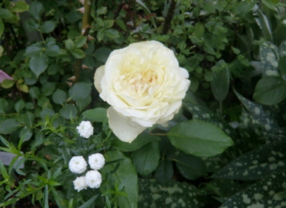c0078586_20211684.jpg