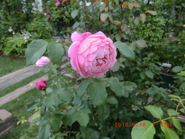 c0078586_20303359.jpg