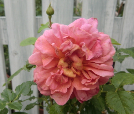 c0078586_20391799.jpg