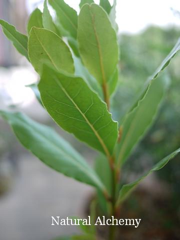 c0098304_23509.jpg