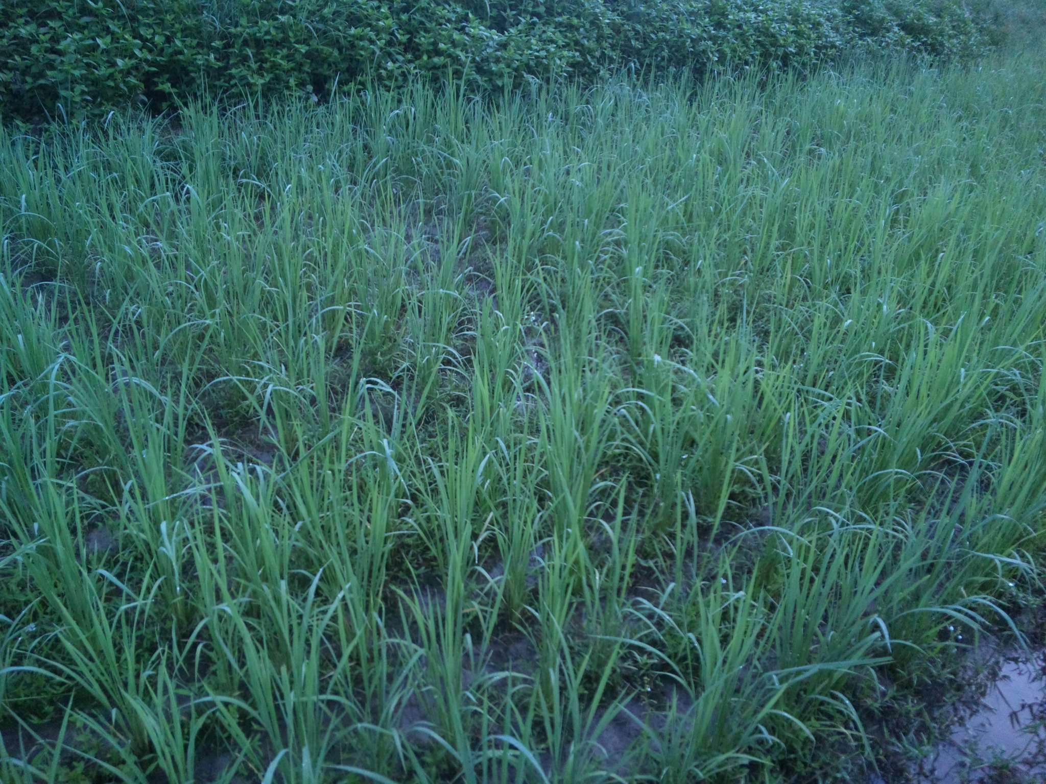 c0126205_8351775.jpg