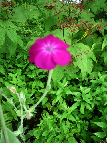 d0037233_14514326.jpg