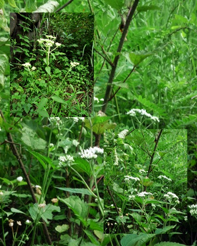 d0037233_14521648.jpg