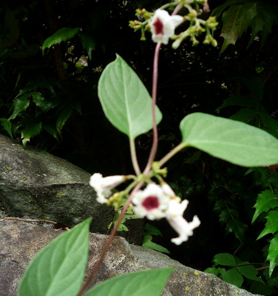 d0037233_1501181.jpg