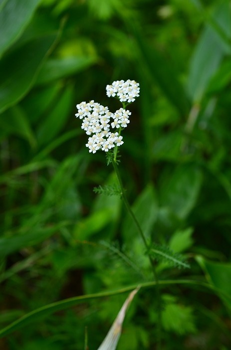 b0236334_17448.jpg