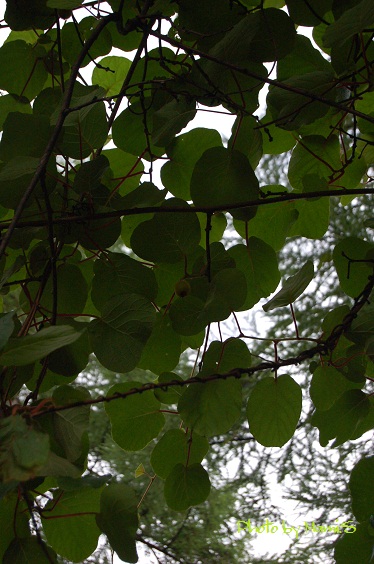 e0285347_23112682.jpg