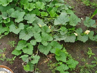 e0004756_21302880.jpg