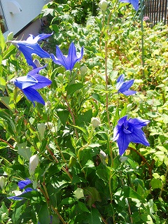 e0004756_21492583.jpg