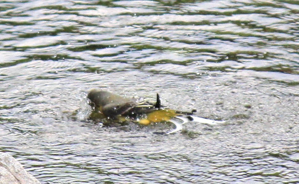 e0197884_20311141.jpg