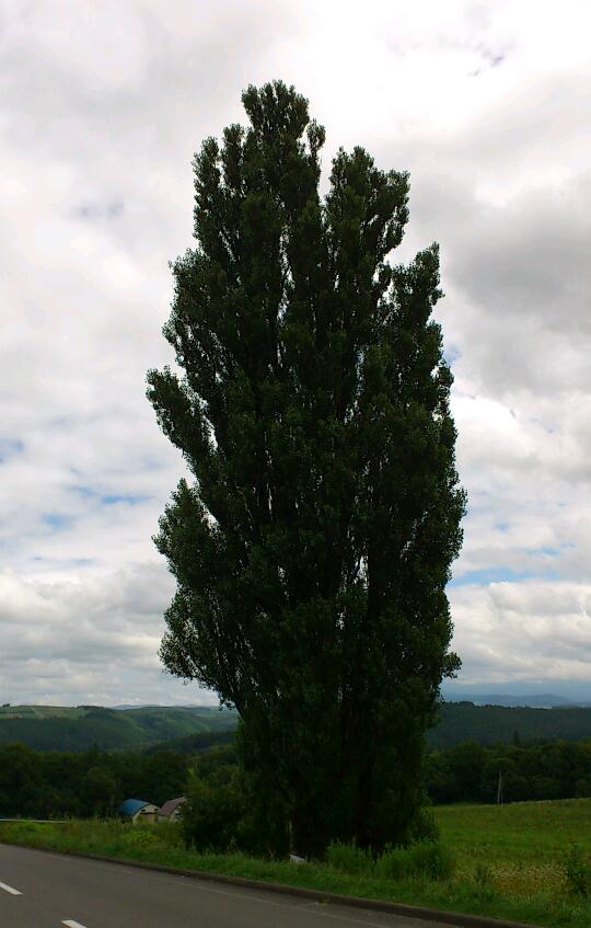 d0107097_428421.jpg