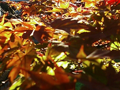 a0275715_18381989.jpg