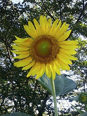 a0275715_18392538.jpg