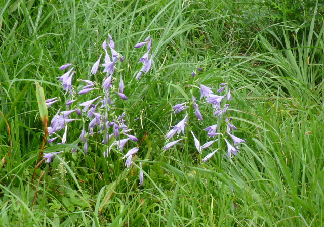 d0170615_95024.jpg