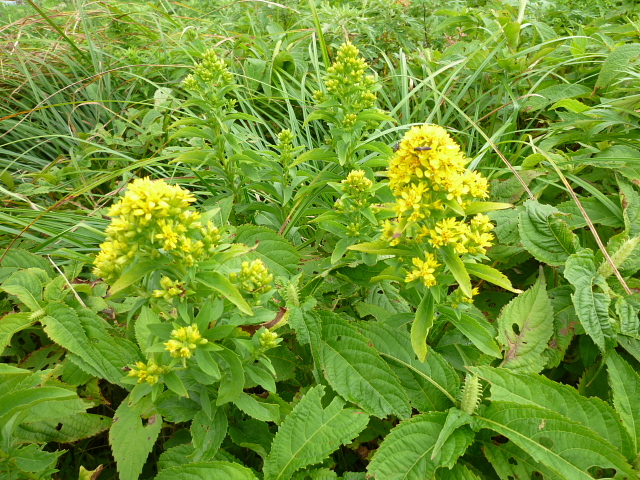 d0170615_9512675.jpg