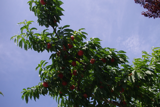 d0093462_7193640.jpg