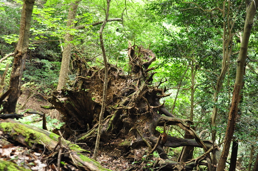 f0029271_12562181.jpg