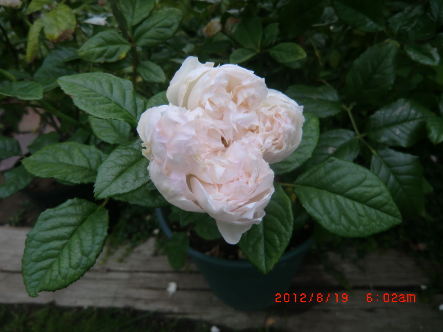 c0078586_21522032.jpg