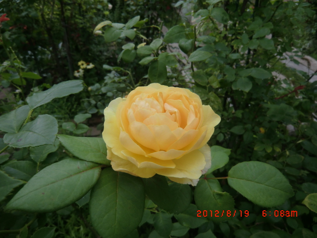 c0078586_21525167.jpg