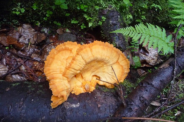 e0137200_2015657.jpg