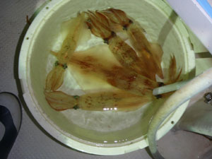 e0125217_10342971.png