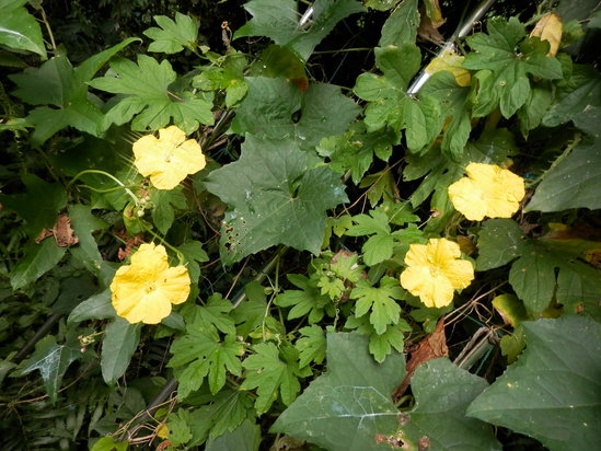 a0125419_932960.jpg