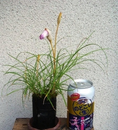 f0000521_20465332.jpg