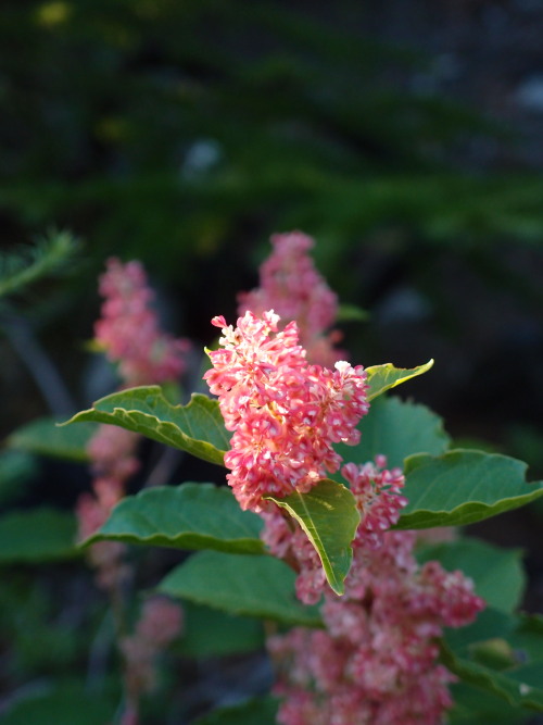 c0122670_7385613.jpg